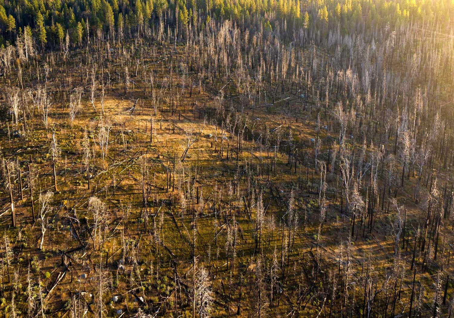 Burnt Trees in Yosemite National Forrest